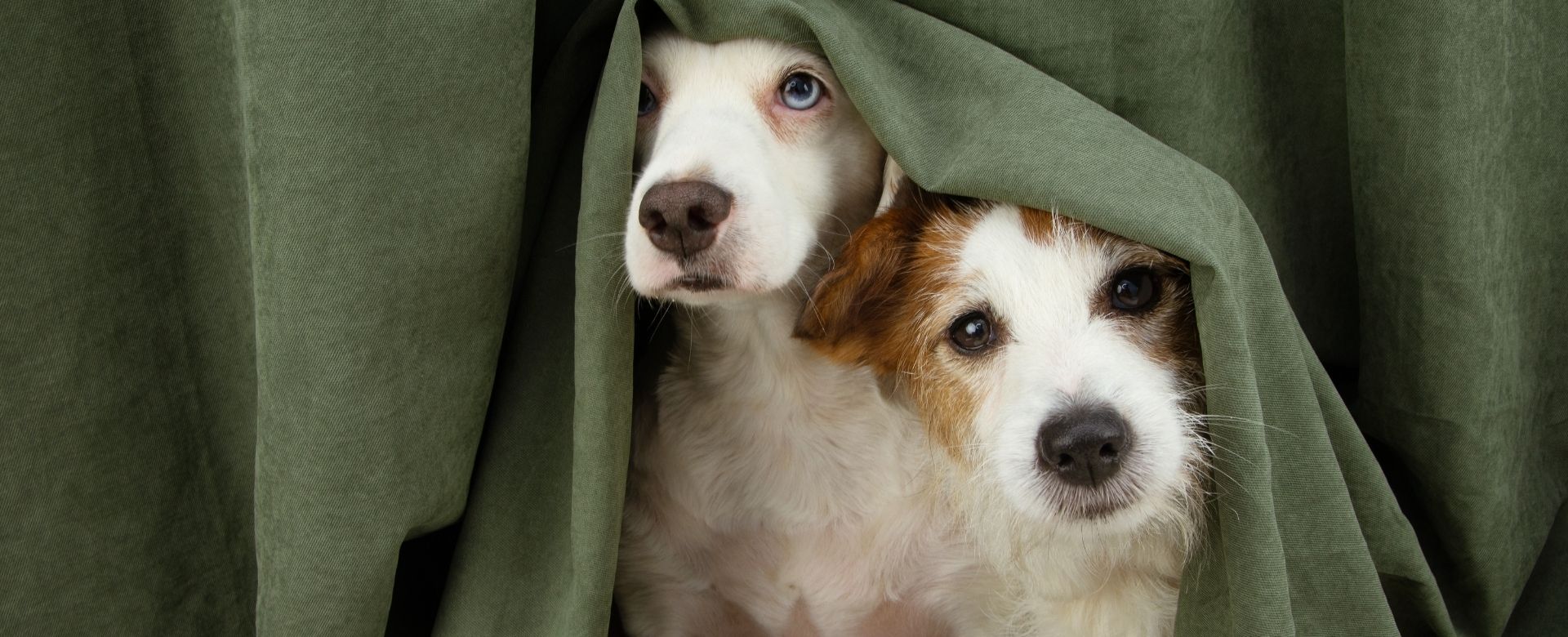 Pet-Friendly Window Treatments – Style, Safety, and Durability for Homes with Pets